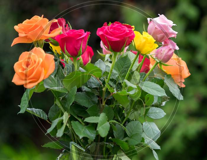 A Vase Of Colourful Roses Out In The Garden