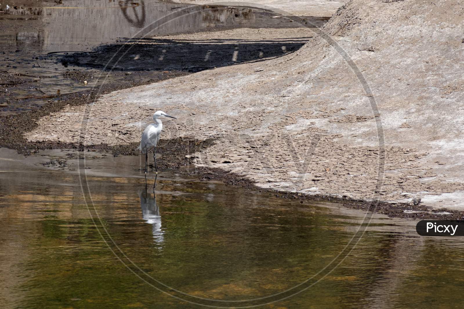 Little Egret (Egretta Garzetta)  In Sardinia