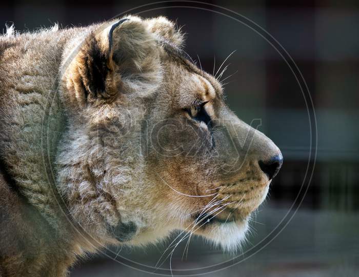 Barbary Lion (Panthera Leo Leo)