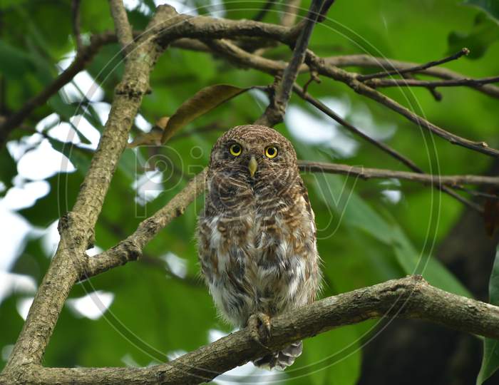 Asian barred owlet