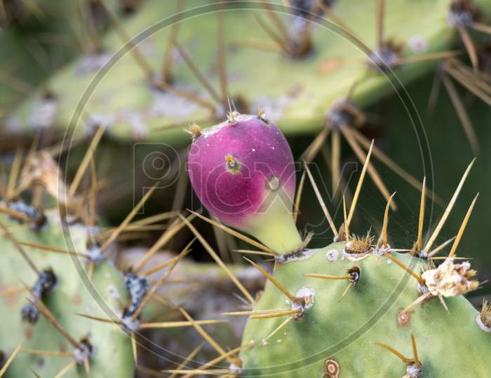 Prickly Pear (Opuntia)