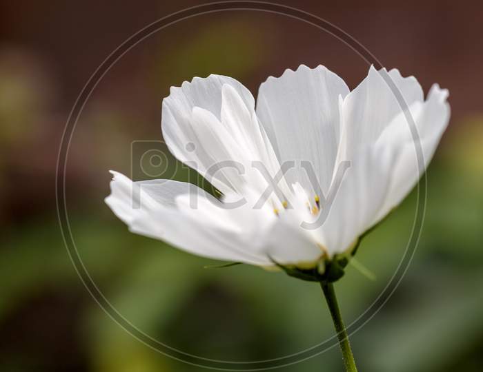 White Cosmos Flower In An English Garden