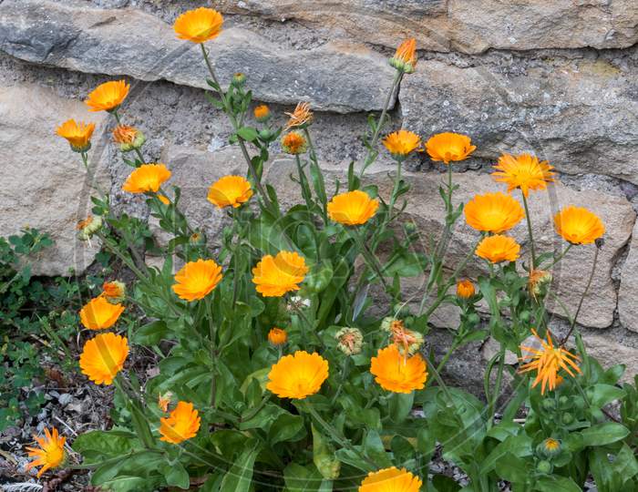 English Pot Marigold (Calendula Officinalis) Growing Wild In France