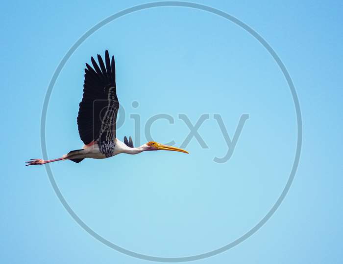 The Painted Stork (Mycteria Leucocephala) Flying On Blue Sky Background. Painted Stork Bird Stock Images.