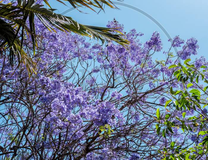 Blue Jacaranda (Jacaranda Mimosifolia) Flowering In Malaga