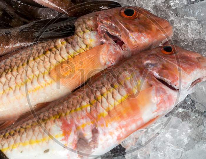 Comber Fish (Serranus Cabrilla)  On Ice In Callao Salveje Tenerife