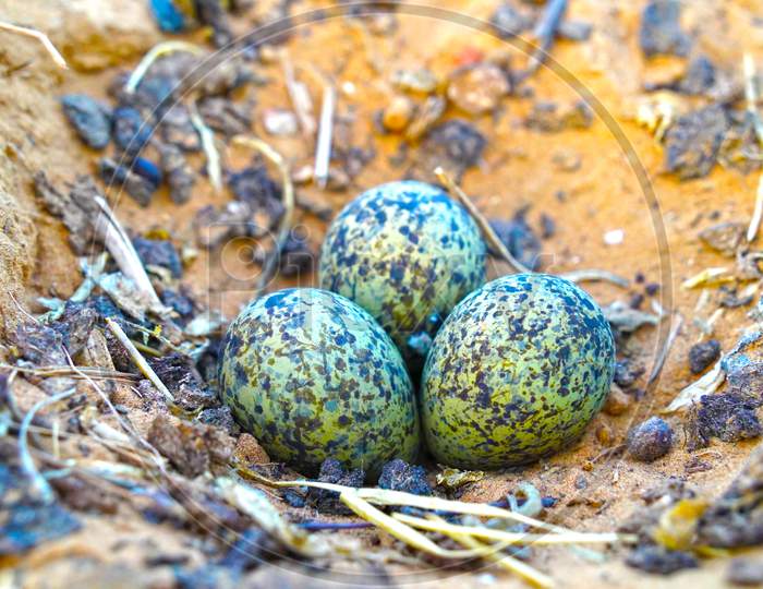 Eggs Of North American Womb Type Of Plover In Camouflaged Nest. Nest With Three Eggs Vanellus Spinosus, With Pebbles.