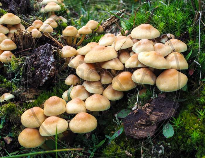Sulphur Tuft Fungus (Hypholoma Fasciculare)
