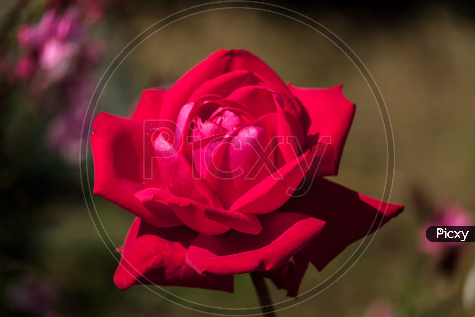 Red Rose Blooming In Calahonda