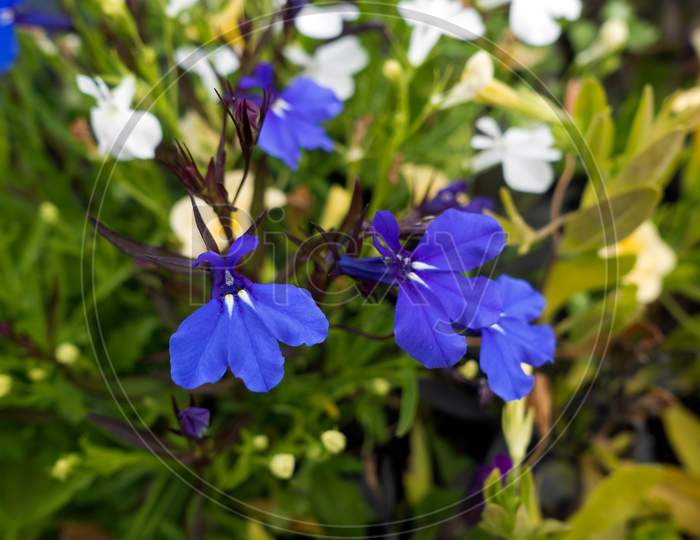 Small Blue Violas Wth Two White Ray Markings