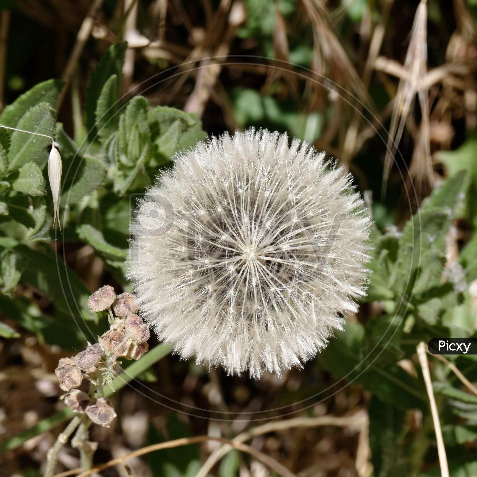 Dandelion (Taraxacum) Seed Head