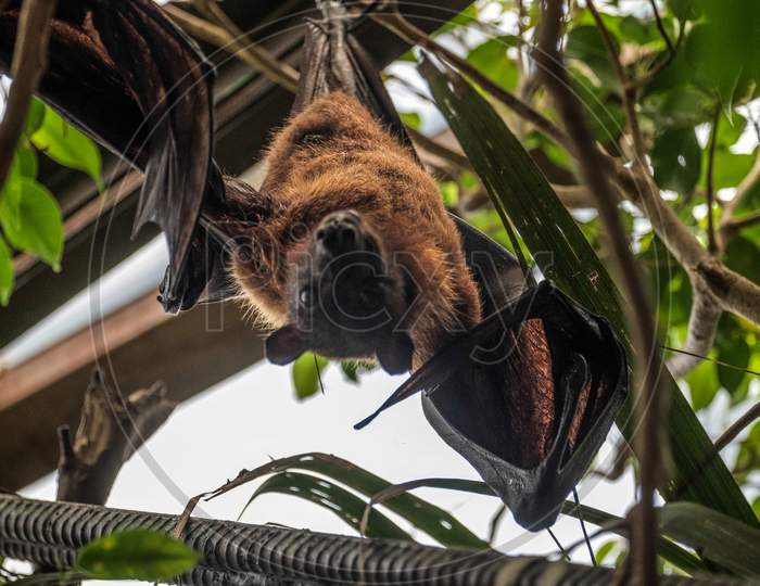 Flying Fox Bat (Pteropus) Sleeping Upside Down