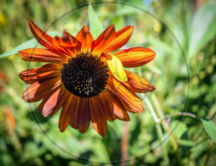 Orange Sunflower In An English Country Garden