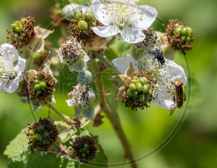 Hoverfly (Eupeodes Corolae) On Blackberry Flower