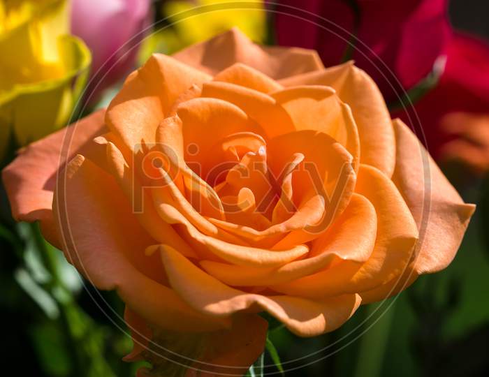 Close-Up Of An Orange Hybrid T Rose