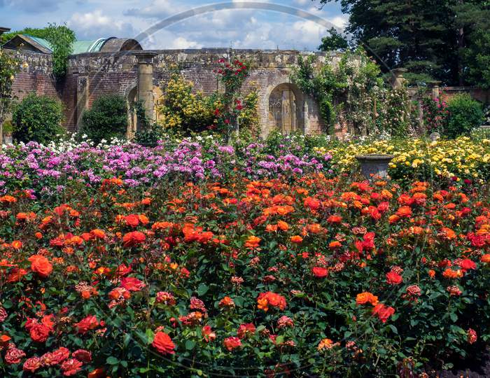 Roses Growing In The Garden At Hever Castle