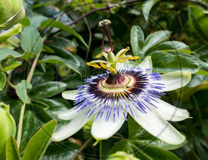 Passion Flower (Passifloraceae) In Full Bloom