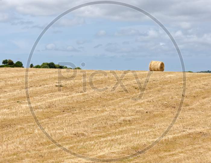 Harvest In Sardinia
