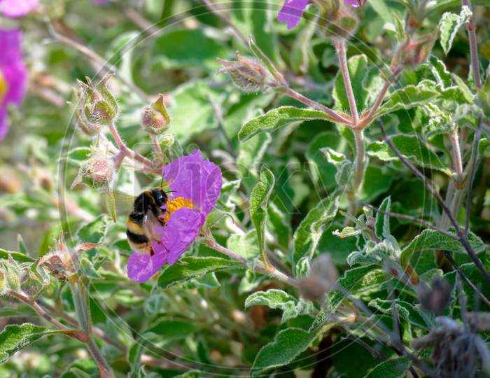 Bee On A Cretan Rock Rose (Cistus Creticus L.)