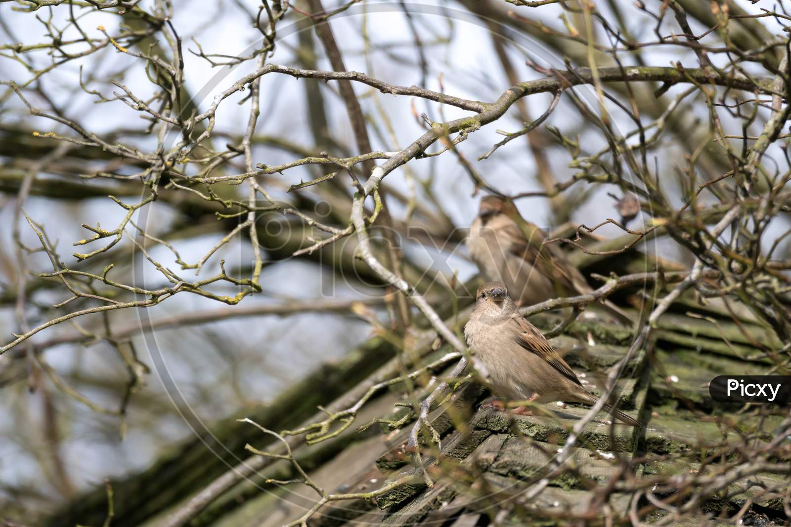 Sparrows (Passeridae)