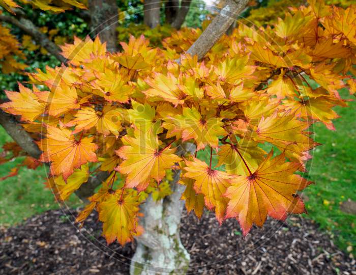 Acer Shirasawanum Cv Aureum In Autumn Colours