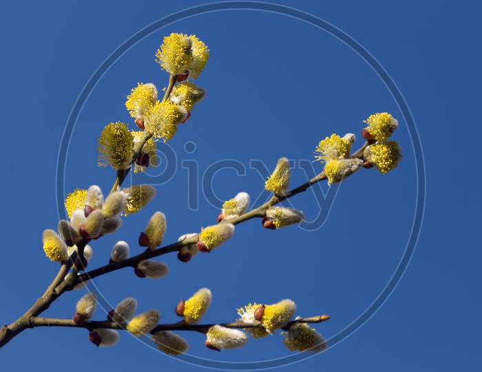 Common Sallow (Salix Caprea) Golden Yellow Catkins Are The Harbinger Of Spring