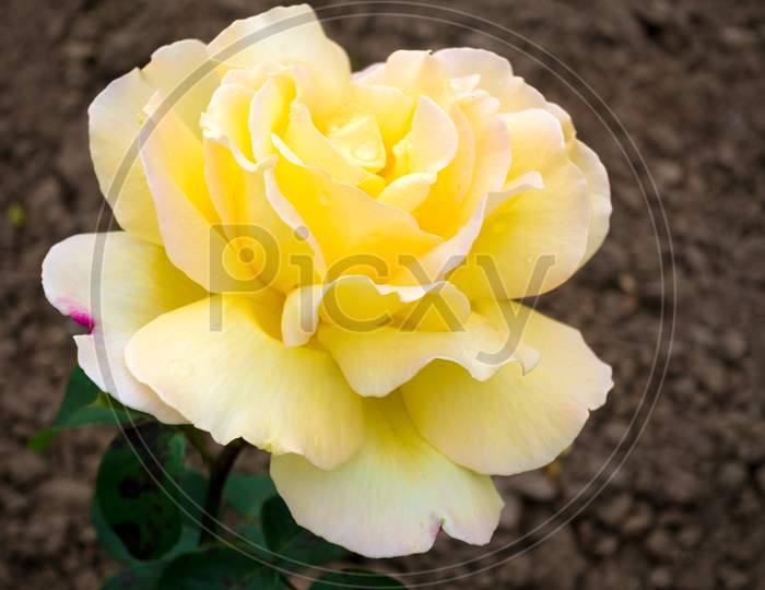 Yellow Rose ( Peace) Hybid T
