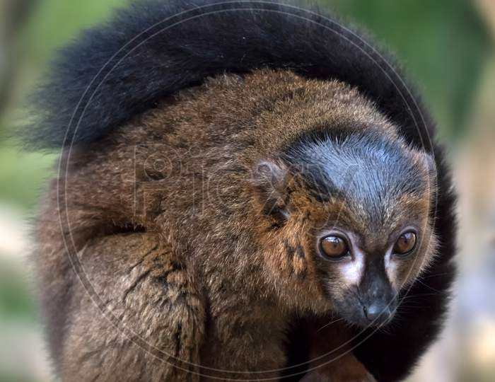 Black Lemur (Eulemur Macaco)