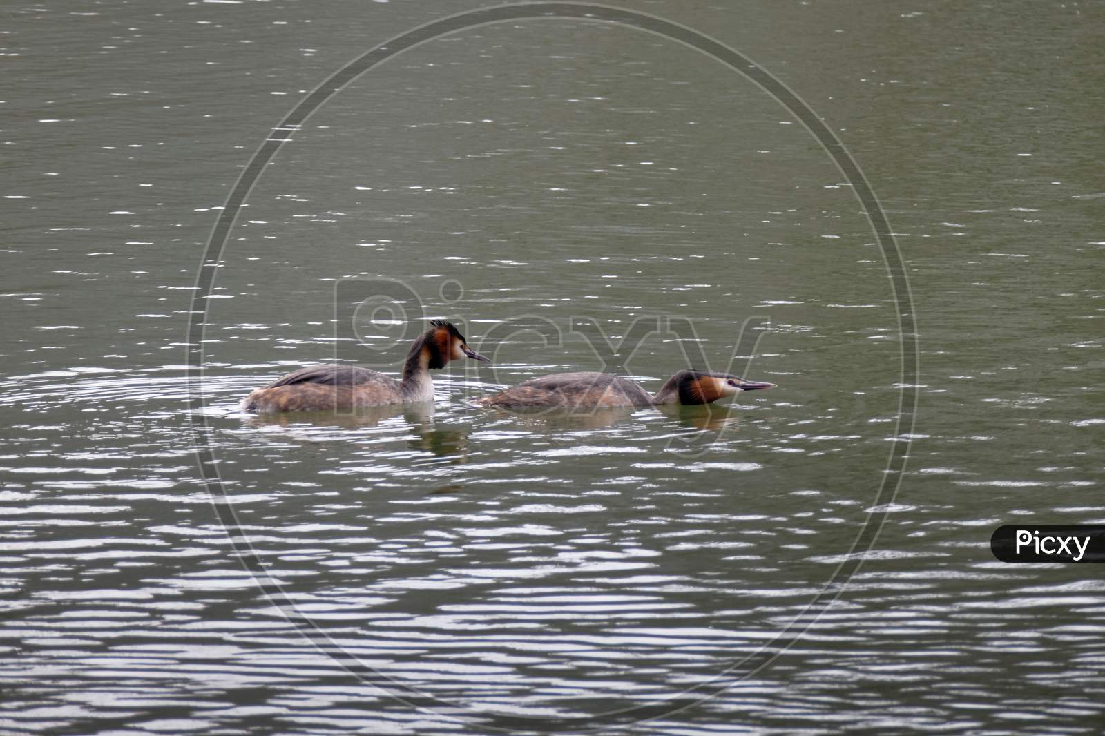 Great Crested Grebes  (Podiceps Cristatus)