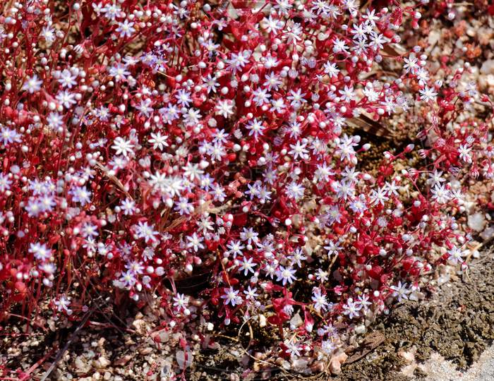 Red Saxifrage (Saxifraga) In Sardinia
