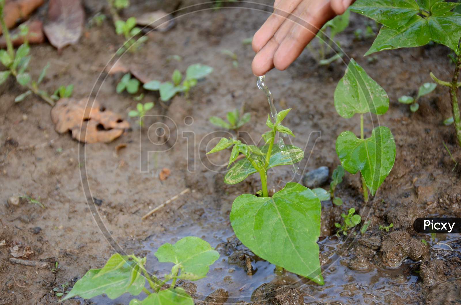 Seedling Beans Plant Dropping Water With Hand Over Out Of Green White Background.