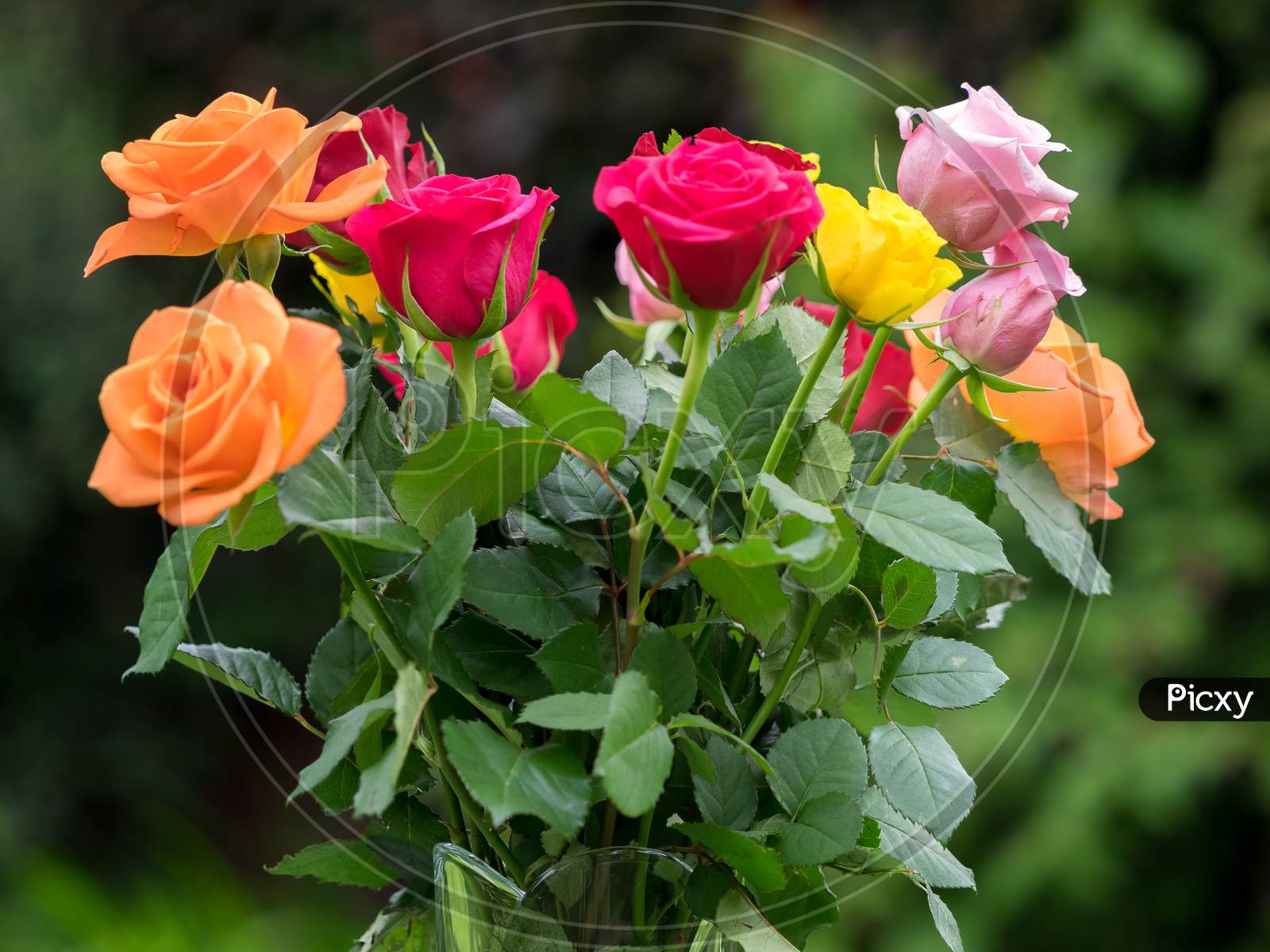 colourful pictures of roses