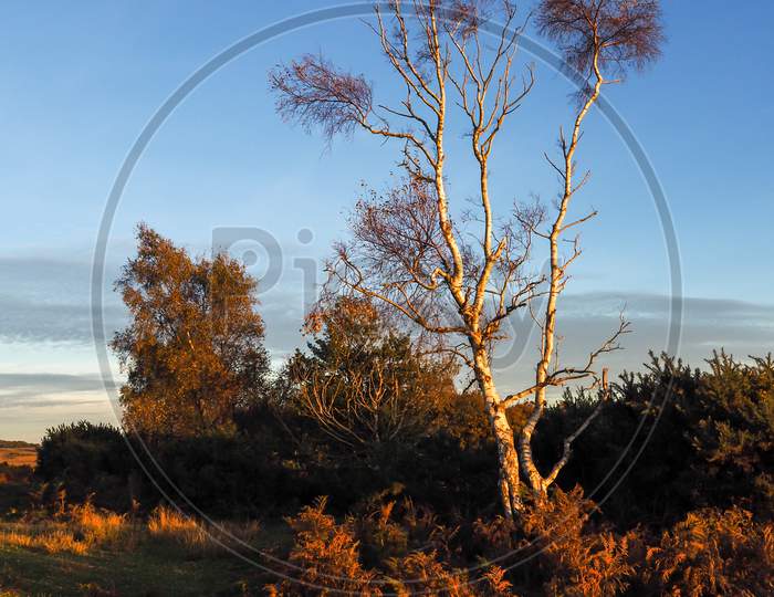 Sunlit Silver Birch Tree In The Ashdown Forest