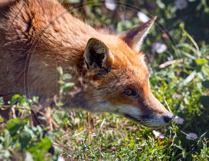 Close-Up Of A Red Fox (Vulpes Vulpes)