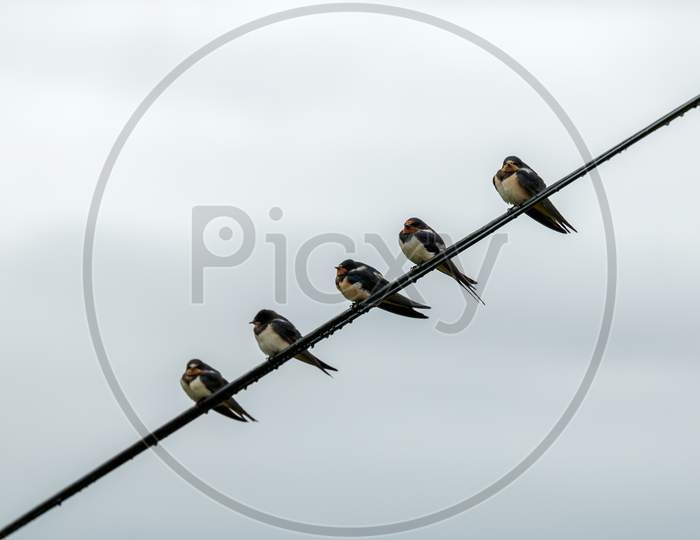 European Barn Swallows (Hirundo Rustica) Resting On A Telephone Wire
