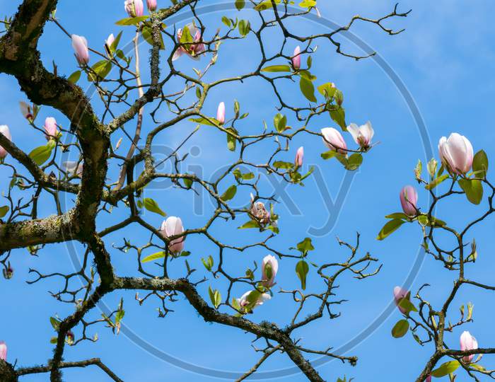 Magnolia Tree Flowering In Springtime In Wales