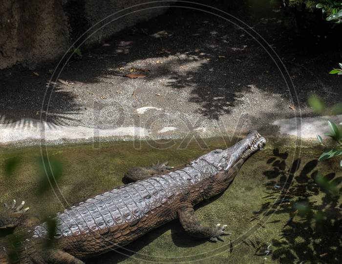 Tomistoma (Tomistoma Schlegelii) Resting In A Pool At The Bioparc Fuengirola