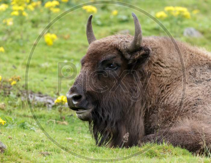 European Bison (Bison Bonasus)