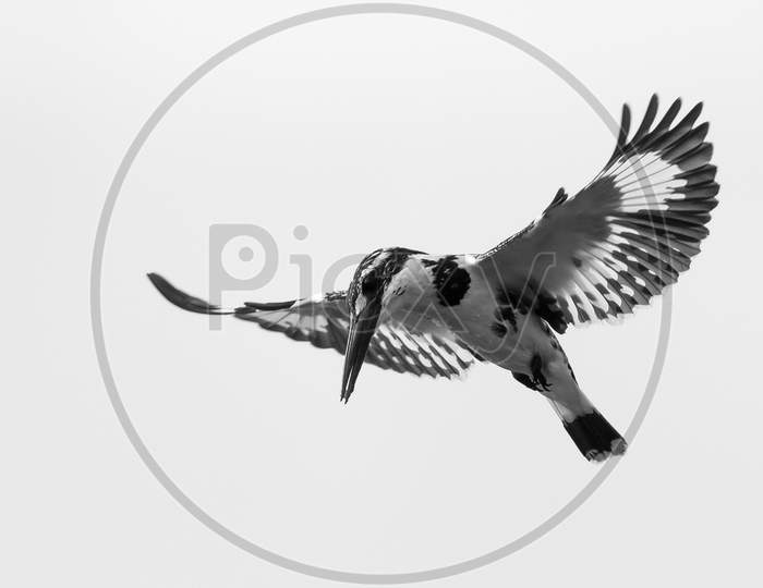 Pied Kingfisher Flying And Ready To Diving For Hunting Fish. Pied Kingfisher On Sky Stock Image.