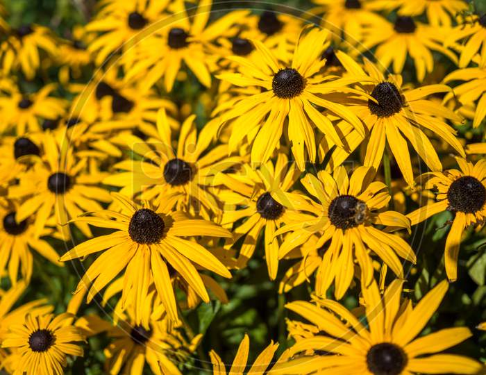 Black-Eyed Susan Flowers In An English Country Garden