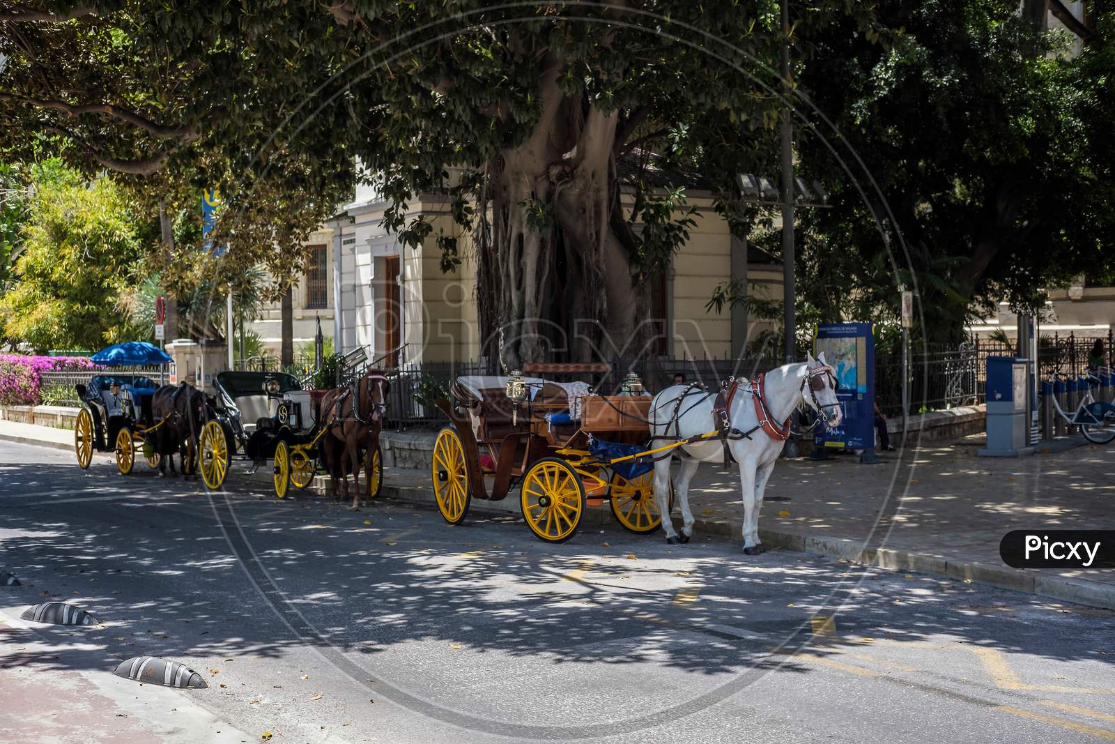 Traditional Horses And Carriages Waiting For Customers In Malaga