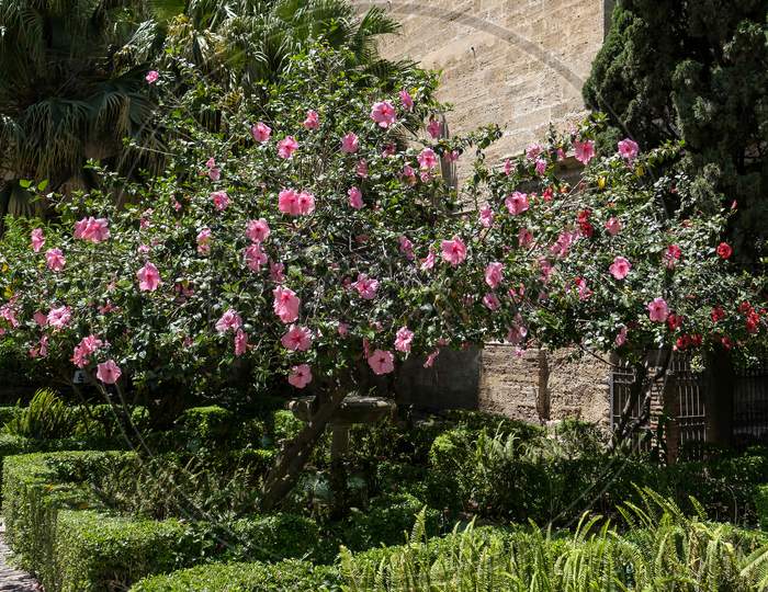 Pink Hibiscus Shrub Flowering Profusely In Malaga