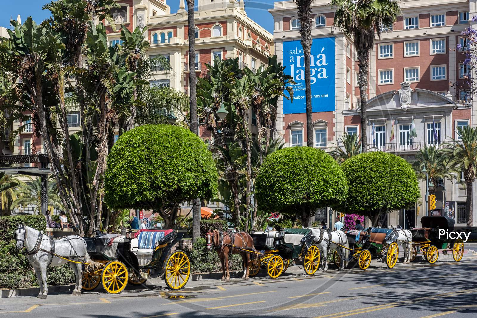 Traditional Horses And Carriages Waiting For Customers In Malaga