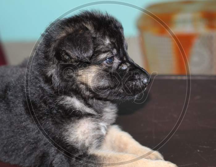 cute little german shepherd puppy close up