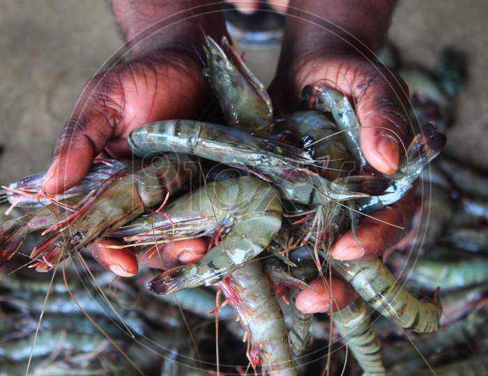freshly harvested tiger prawn in the hand of farmer