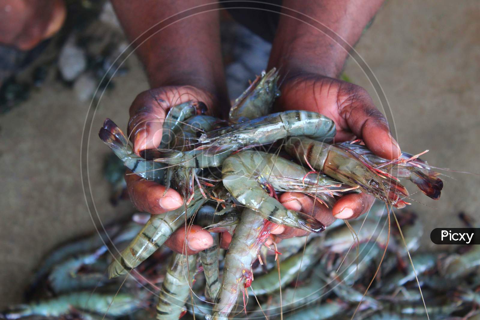 freshly harvested tiger prawn in the hand of farmer hd