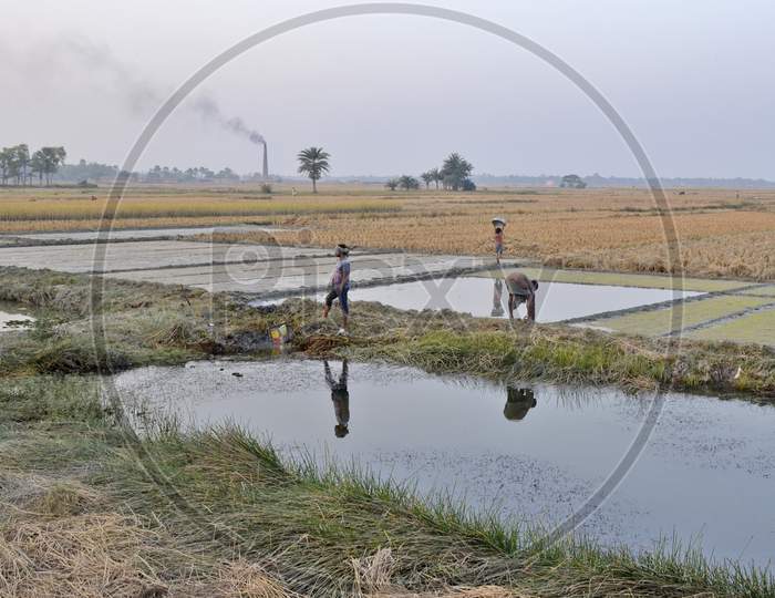 farmer working at paddy field near bardhaman west bengal india