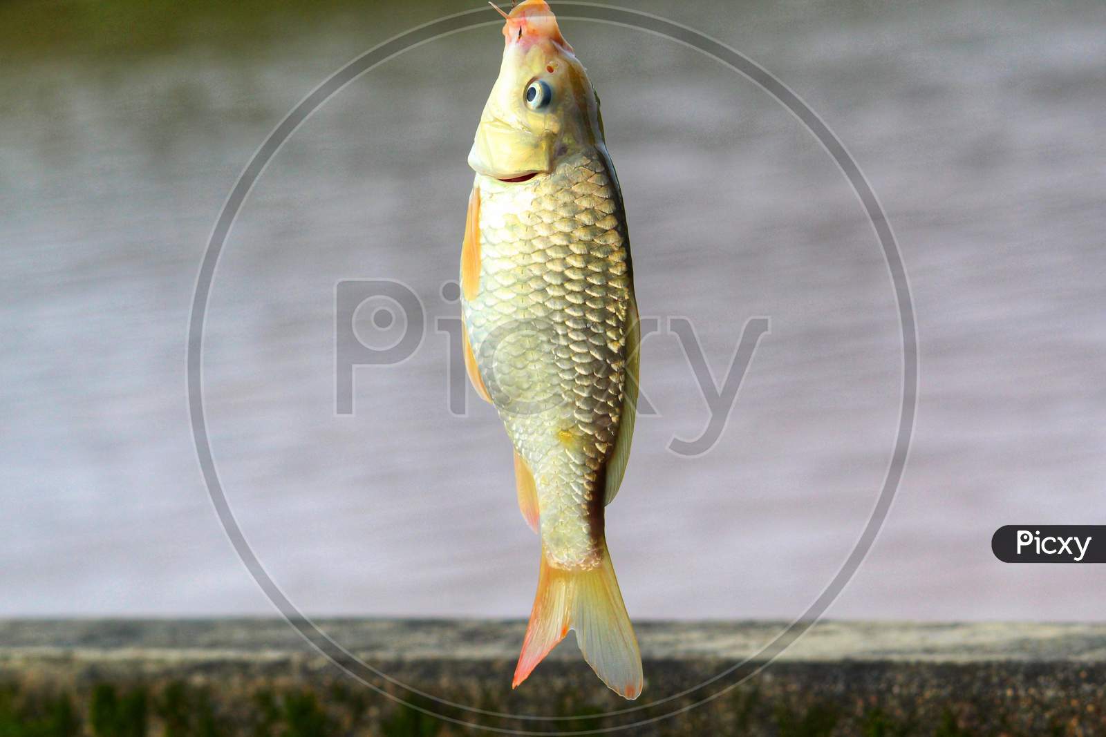 common carp fish catching with hook and line sport fishing in india