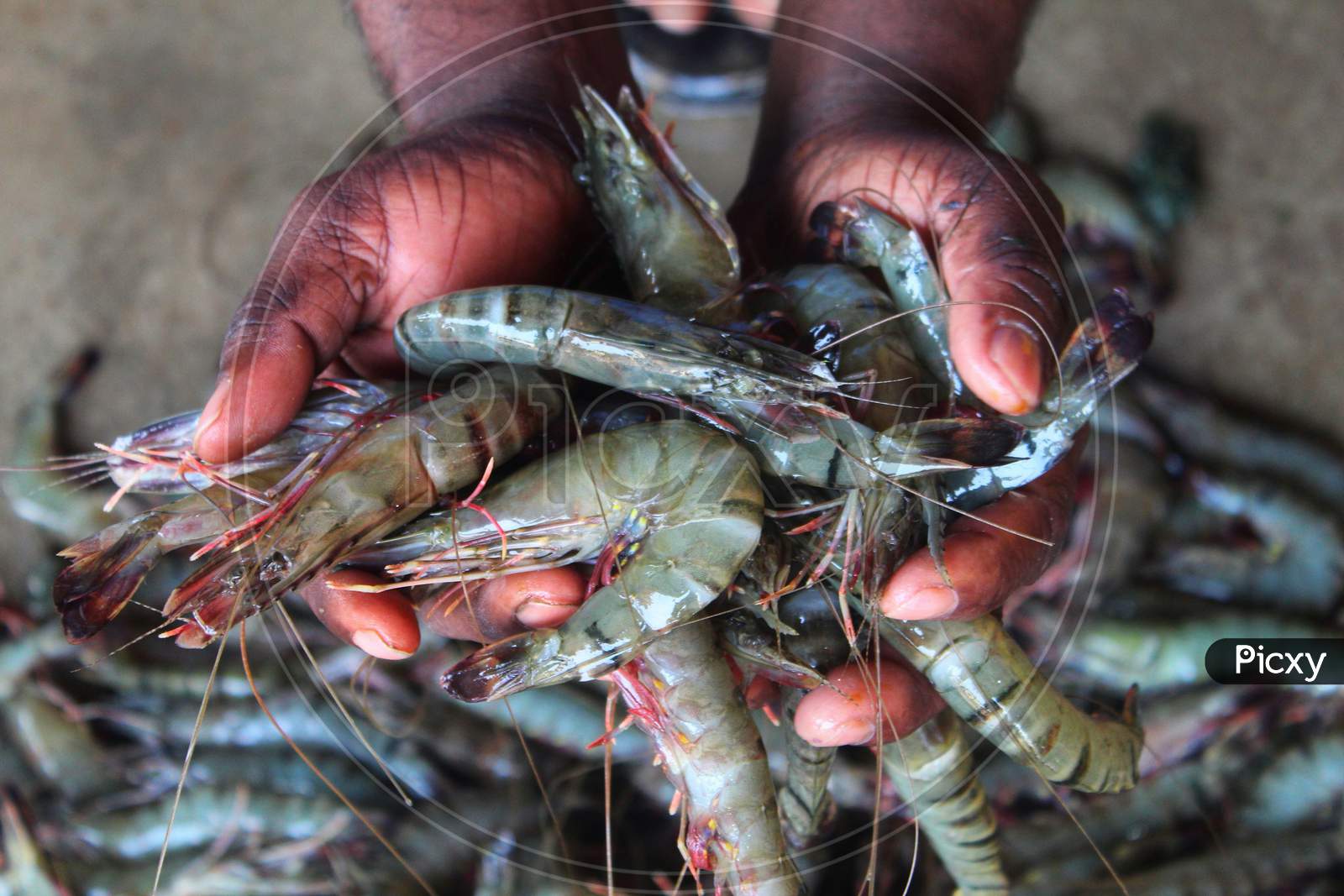 freshly harvested tiger prawn in the hand of farmer