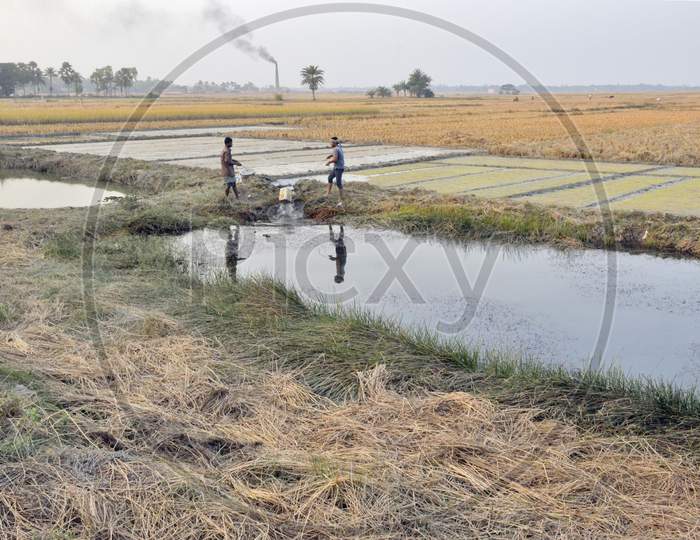 farmer working at paddy field near bardhaman west bengal india